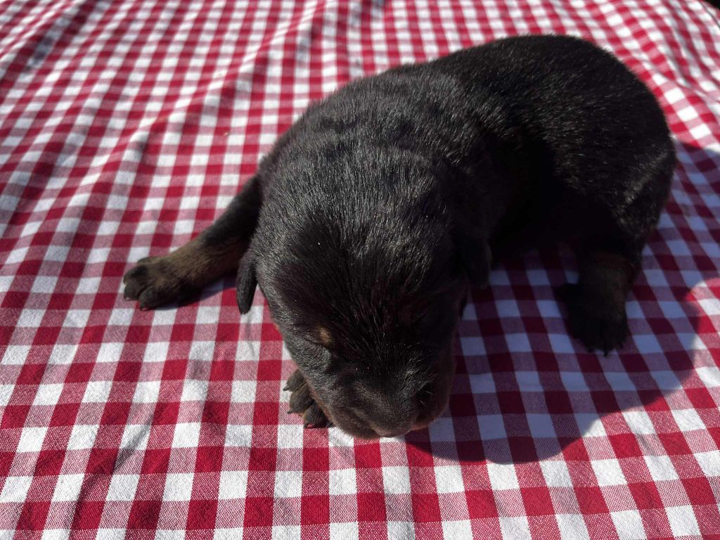 Canhot Des Causses - Chiots disponibles - Berger de Beauce