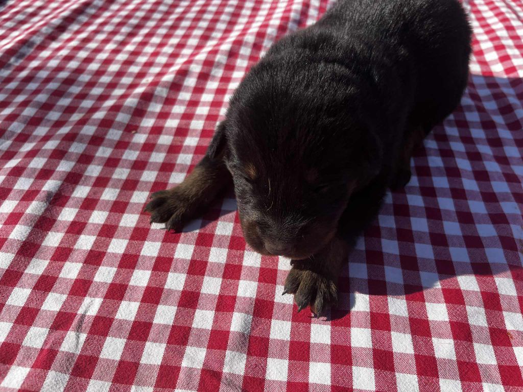 Canhot Des Causses - Chiots disponibles - Berger de Beauce