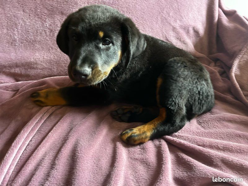 Canhot Des Causses - Chiots disponibles - Berger de Beauce