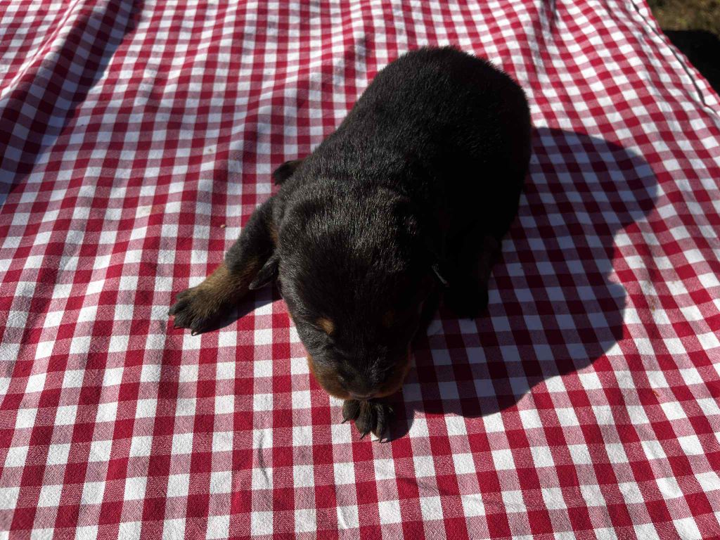 Canhot Des Causses - Chiots disponibles - Berger de Beauce