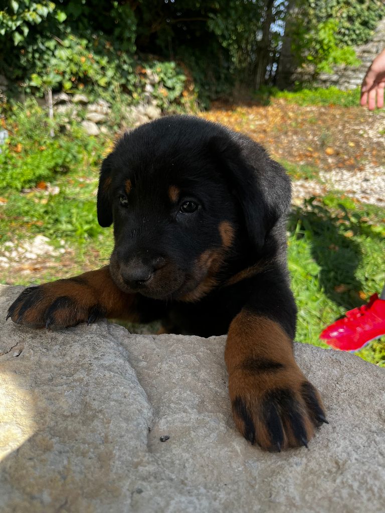 Canhot Des Causses - Chiots disponibles - Berger de Beauce
