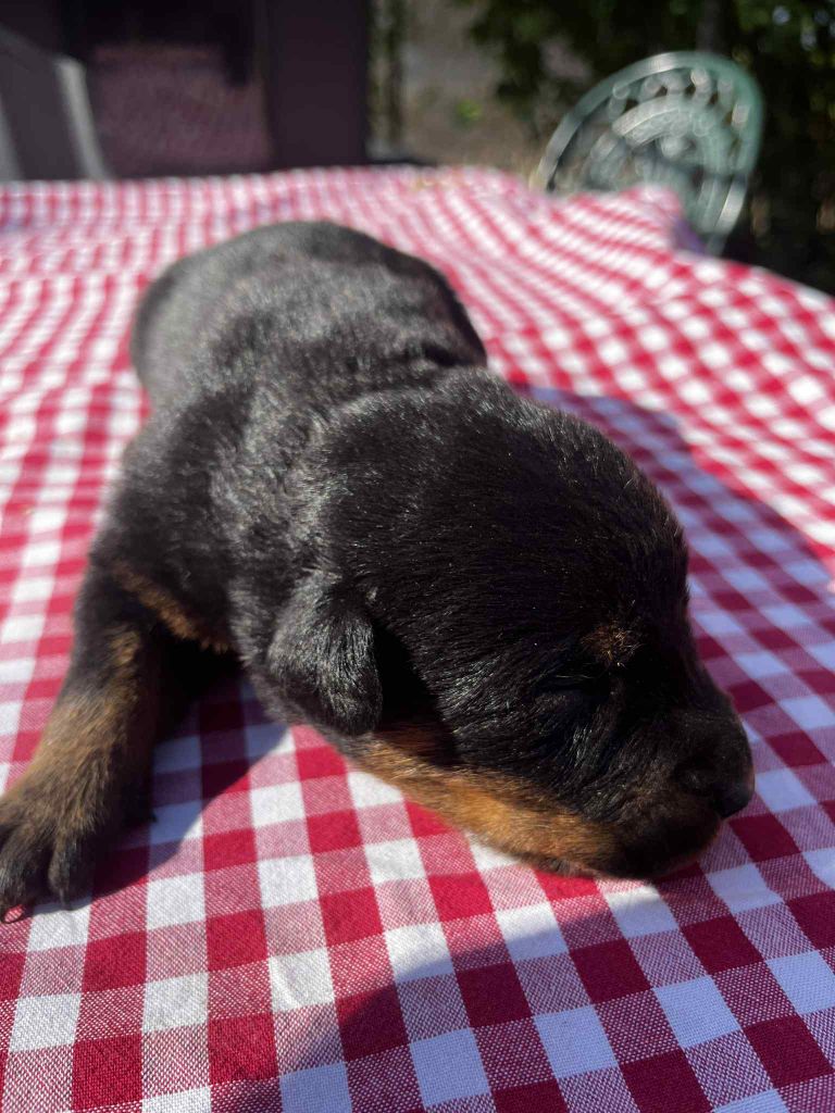 Canhot Des Causses - Chiots disponibles - Berger de Beauce