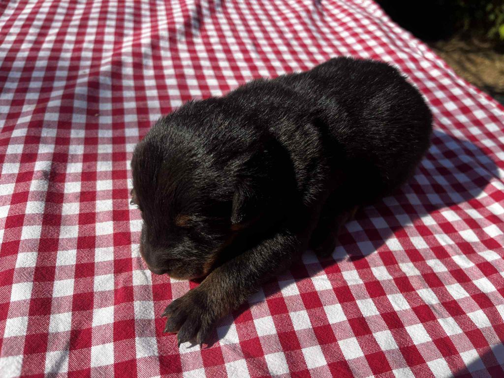 Canhot Des Causses - Chiots disponibles - Berger de Beauce
