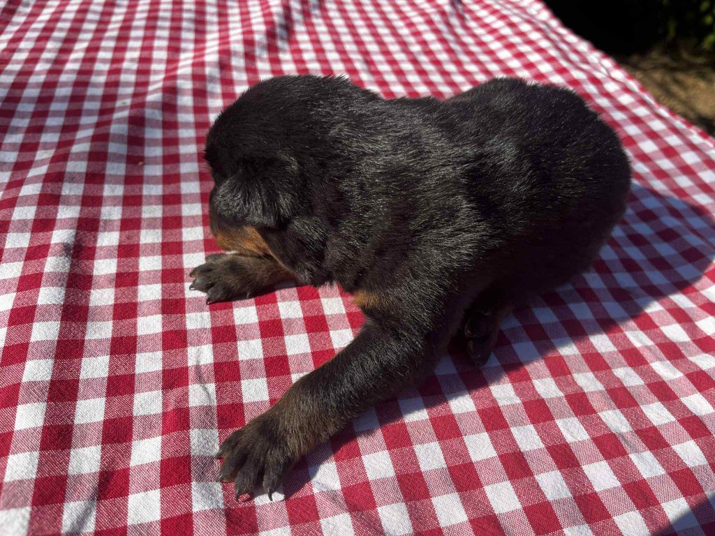 Canhot Des Causses - Chiots disponibles - Berger de Beauce