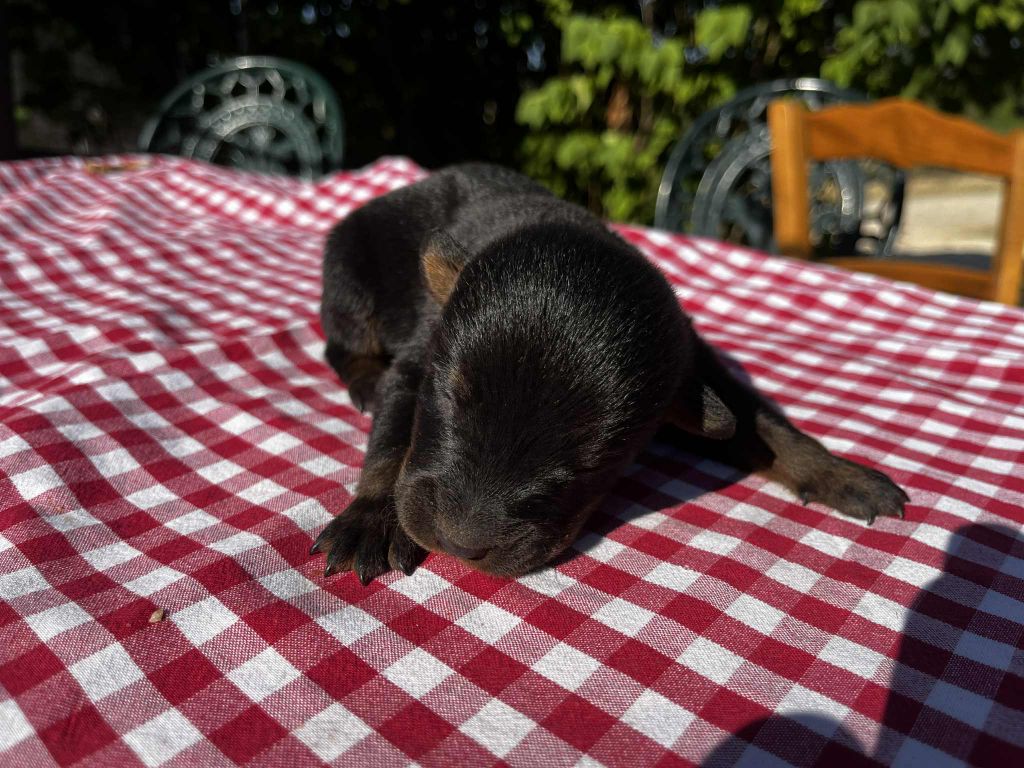 Canhot Des Causses - Chiots disponibles - Berger de Beauce